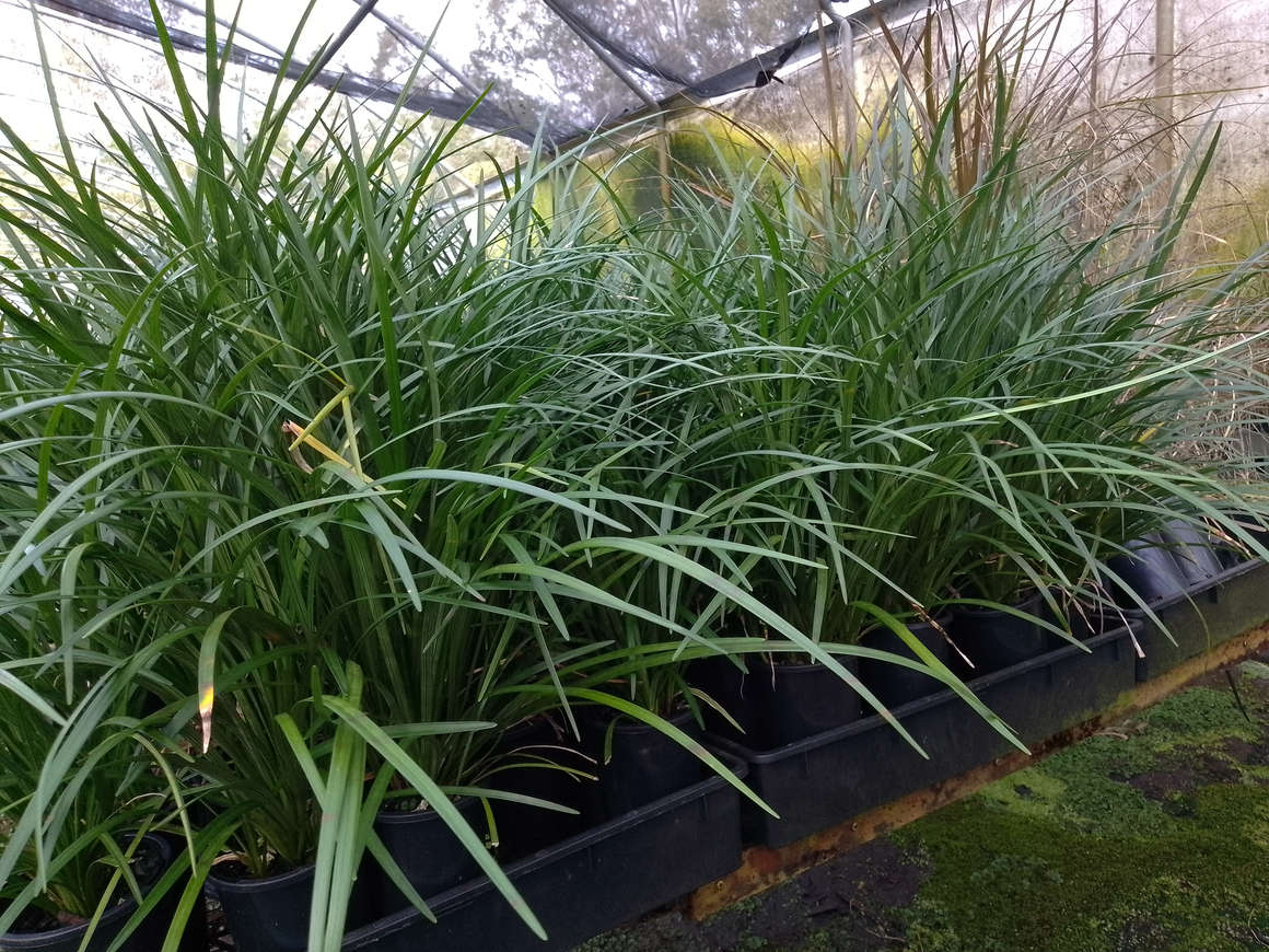 Liriope 'Evergreen Giant' - 100mm SUPER MAXI pot. July 22, 2026, 4:40 p.m.