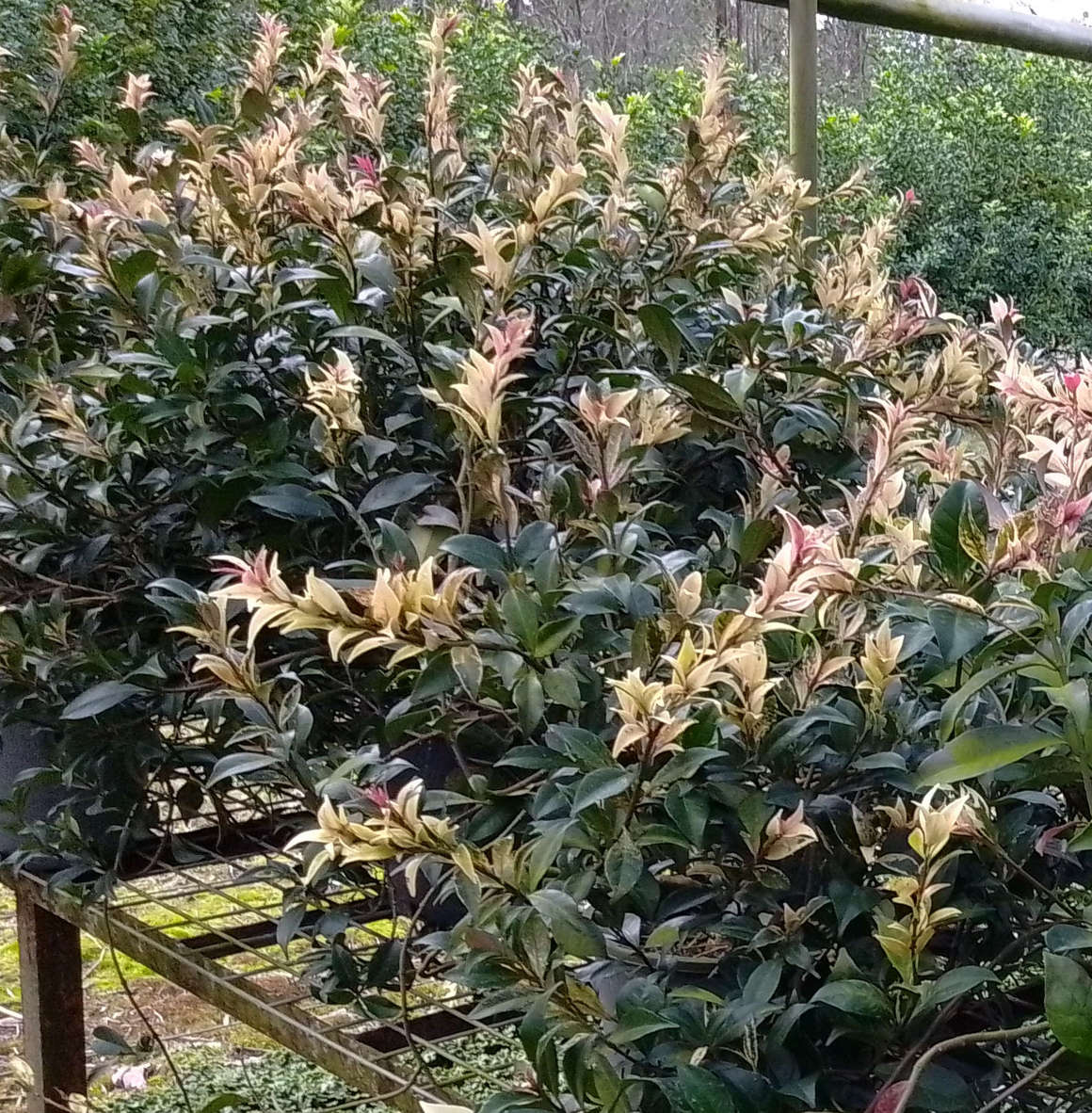 Trachelospermum jasminoides 'Tricolor' - 200mm pot. July 22, 2026, 4:21 p.m.