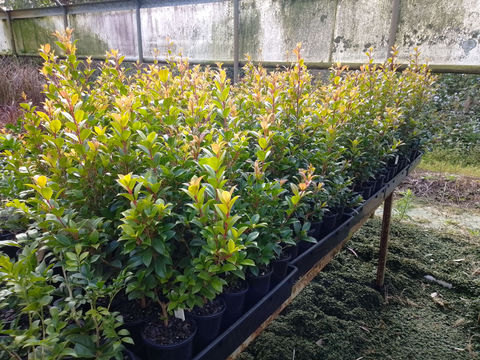 Syzygium paniculatum 'Superior' - 100mm SUPER MAXI pot. July 22, 2026, 4:40 p.m.