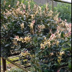 Buy: Trachelospermum jasminoides 'Tricolor' - 200mm pot